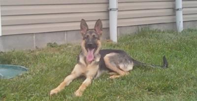 German Shepherd puppy at 6 months