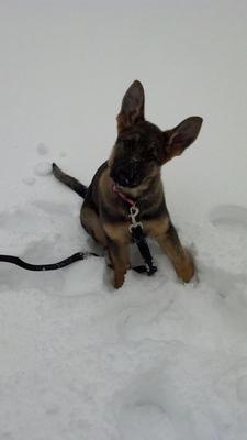Ivy's first day in the snow!