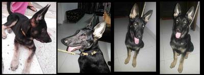 More photos of GSD Jack