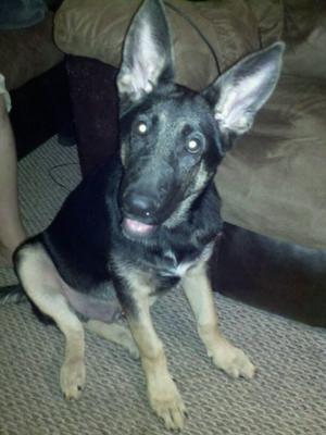 GSD Jethro at 4 months