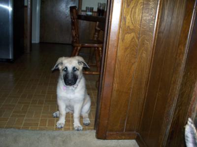 Kadence GSD Puppy at 3 Months