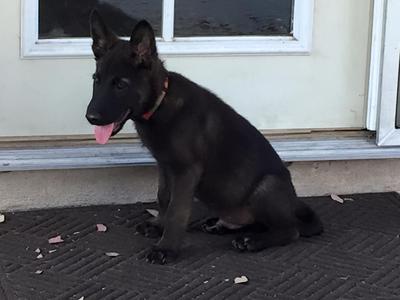 Kenji, our German Shepherd Mix