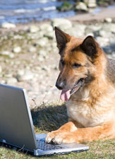 German Shepherd Working Dogs