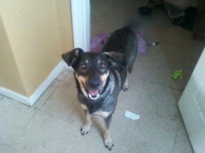 Leela GSD Mix