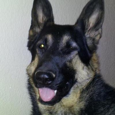 My German Shepherd Lia 