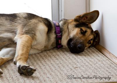 GSD Lola Sleepyhead 