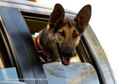 GSD Lola Going for  a Ride