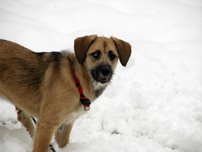 Luna, our German Shepherd Mix