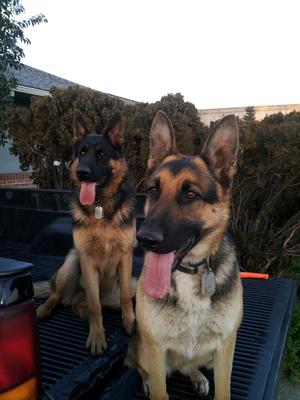 Major (@ 9 months) & Ryder (my German Shepherds)