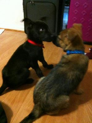 My brother's dog on the left (collie,lab,german mix).(March 2013