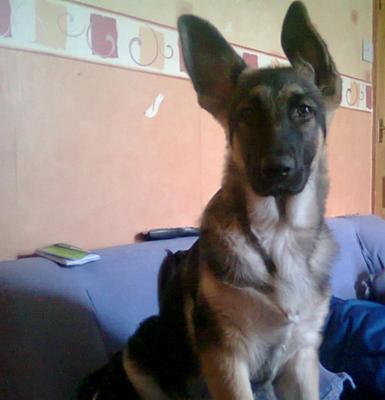 GSD puppy Max