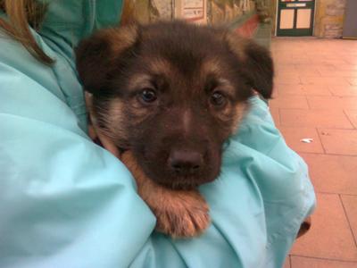 German Shepherd pup Max