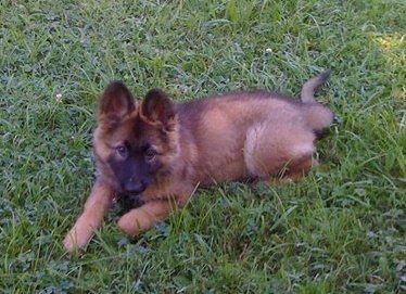 German Shepherd Puppy Mia