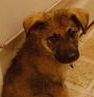 German Shepherd Puppy Milo at 2 months