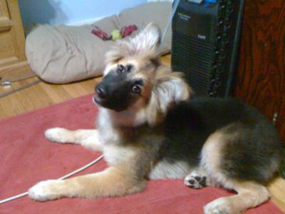 Curious girl - GSD Puppy Milou