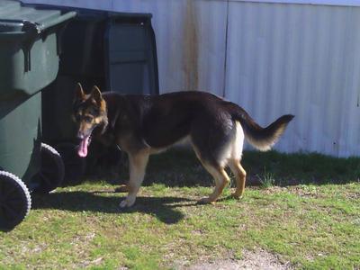 Lovely German Shepherd Gabi