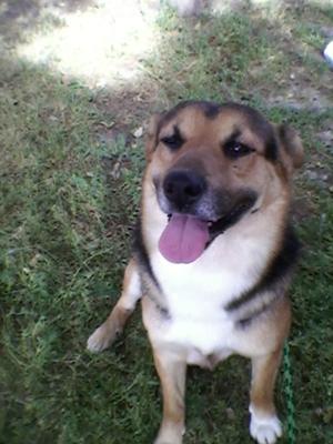 Felix - German Shepherd Mix Sitting