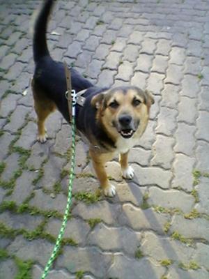 Felix - German Shepherd Mix Smiling