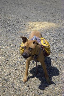 My GSD Boxer - Hiking at 12500 elevation