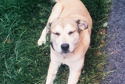 German Shepherd Lab Husky Mix