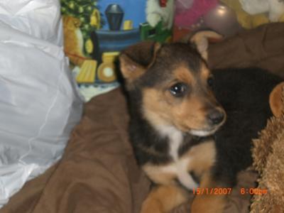 German Shepherd Mix Puppy