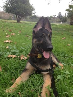 Max - Growing into his ears