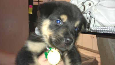 German Shepherd Mix Rocky (eyes are not blue - just the flash)