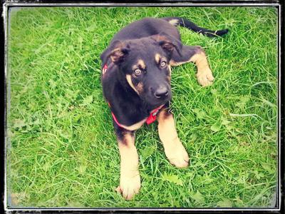 Keela, my Belgian Malinois Mix