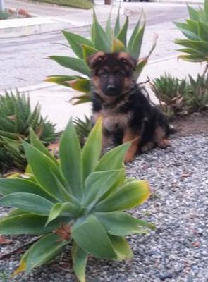 Nero at Two Months 