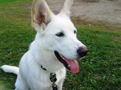 Nula - Our Husky Shepherd Mix