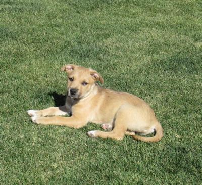 Oliver - German Shepherd mix?