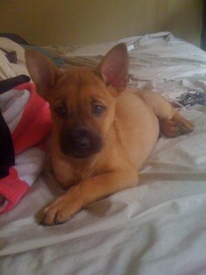 Opie! German Shepherd Mix