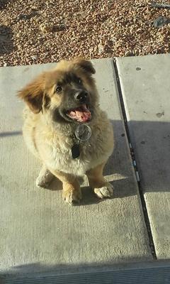 Oppi, my German Shepherd Husky mix