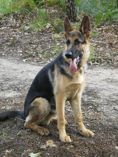 GSD Puppy Pacer at 7 months