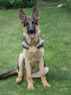 Pacer GSD Puppy at 6 months old and 33 kg