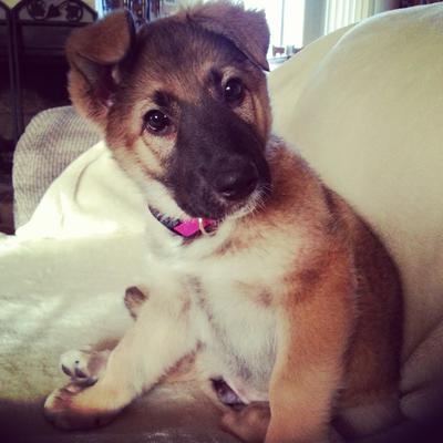 baby german shepherd mix