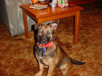 Pepper - German Shepherd Mix