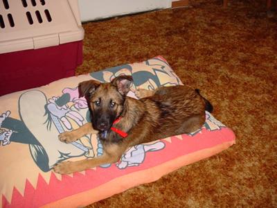 Pepper - German Shepherd Mix 2