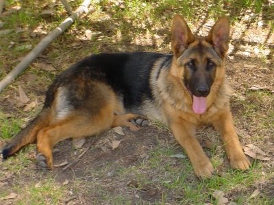 Tripper, my German Shepherd