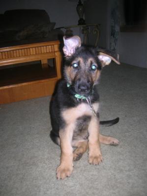 German Shepherd Puppy - Rain at 9.5 weeks