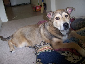 Tucker, our rescued German Shepherd Husky Mix