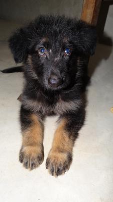 My German Shepherd puppy, Rimo