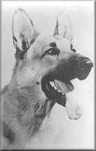 Rin Tin Tin Bio