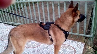 Rockey Protection/Agitation Training Harness