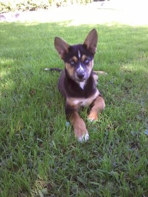 Roxie at 3 months posing for mommy 