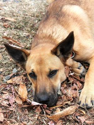 My German Shepherd mix Ruby