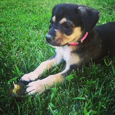 German Shepherd Mix, Rue