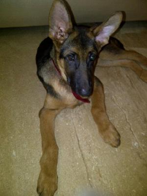 GSD Scoobie