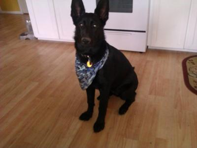 Shade wearing her new bandana