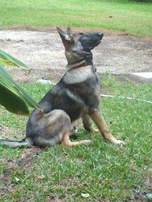 German Shepherd Shadow